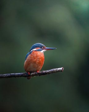 Ijsvogel op een tak