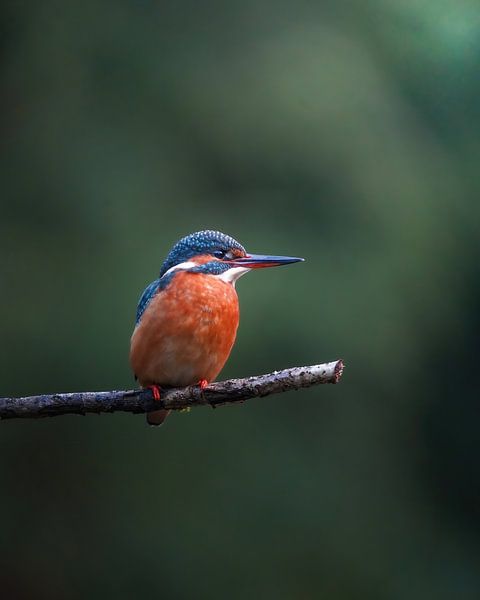 Kingfisher on a branch by Tom Zwerver