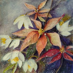 Weihnachtsstern mit Christrose