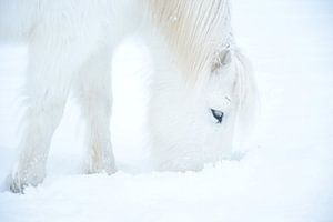 Islandpferd im Schnee von Elisa in Iceland