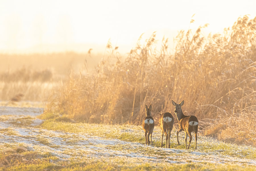 Reeën aan de rand van een rietveld in de Weerribben-Wieden nat van ...