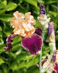 Schwertlilien, Iris barbata