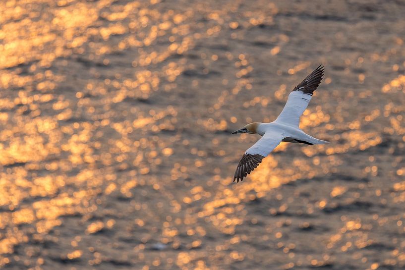 Gannet in flight by Menno Schaefer
