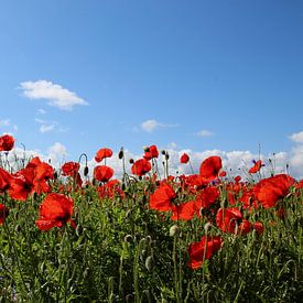 Beautiful poppy field by Ostsee Bilder