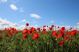 Beau champ de coquelicots