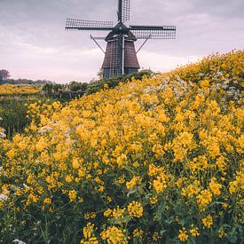 Molen de Hommel in Haarlem tussen gele mosterd bloemen van Thea.Photo