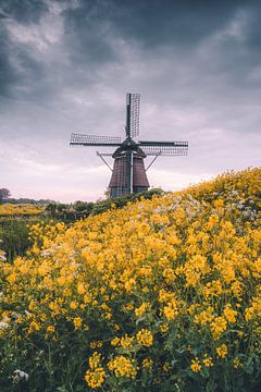 Molen de Hommel in Haarlem tussen gele mosterd bloemen van Thea.Photo