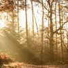 Zonsopkomst op een herfstige Veluwe van Richard Kortland