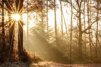 Sunrise on an autumnal Veluwe