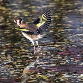 Putter  in vlucht / Goldfinch in flight van Henk de Boer