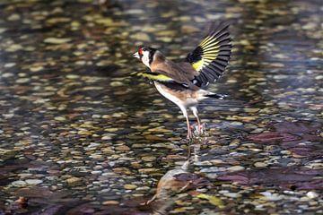 Putter  in vlucht / Goldfinch in flight van Henk de Boer