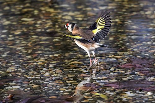 Putter  in vlucht / Goldfinch in flight