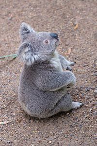 Sitzender Koala