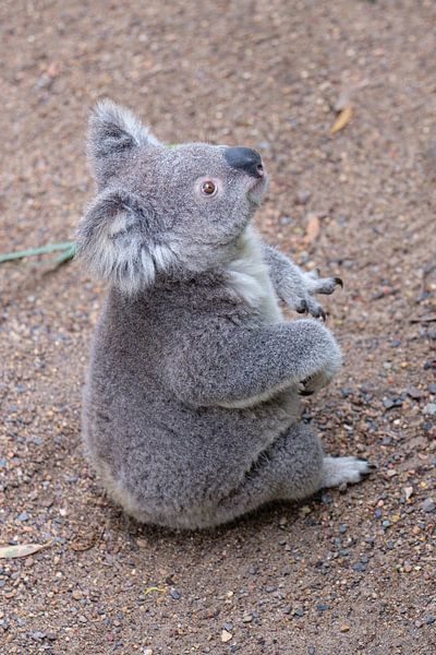 Sitzender Koala von Erwin Blekkenhorst