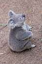 Sitzender Koala von Erwin Blekkenhorst Miniaturansicht