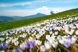Flowery view of the Grünten from noon by Leo Schindzielorz