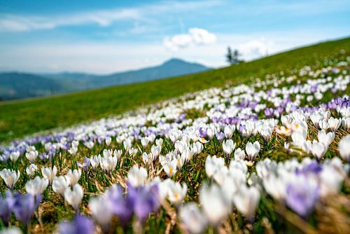 Bloemrijk uitzicht op de Grünten vanaf de middag