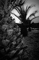 Palm trees in black and white.