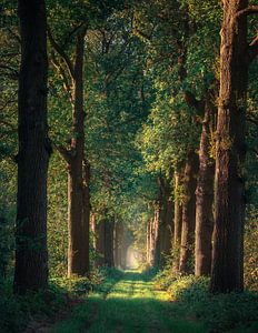 Eine sonnige Allee von Bäumen