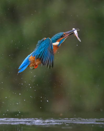 Martin-pêcheur hors de l'eau en action