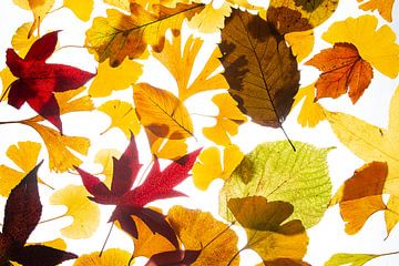 Collage de feuilles d'automne sur Anjo Kan