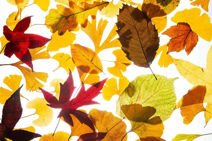 Collage Herbstblätter von Anjo Kan