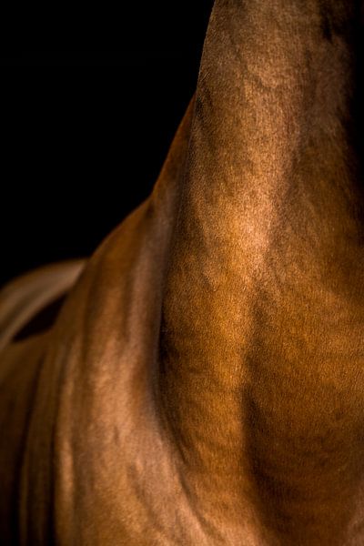 Nahaufnahme Pferd 8 von Lina Heirwegh