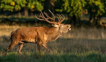 Red deer in late sunlight by Harry Punter