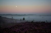 Lande brumeuse au lever du soleil