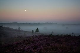 Heather landscape at sunrise