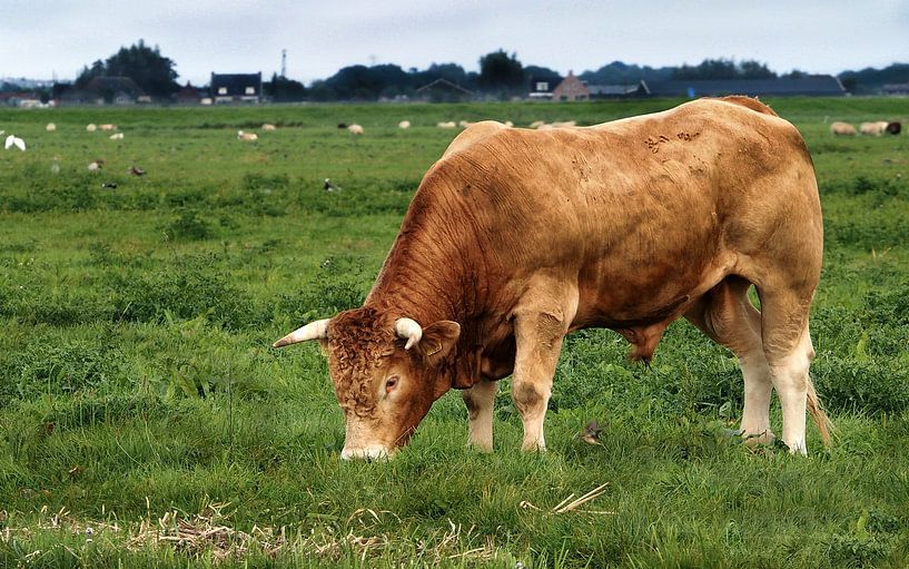 Bos Taurus, Taurine rund van Loek Lobel