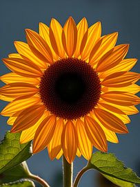 The Sunflower's Macro Magic by Jean Pierre