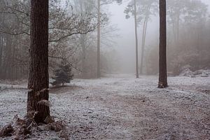 The Bergherbos on a winter morning in the mist by René Jonkhout