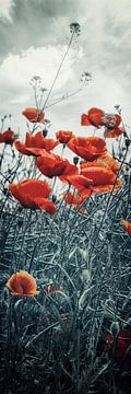 Champ de coquelicots | Panorama sur Melanie Viola