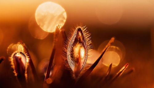 Planten met zonsondergang