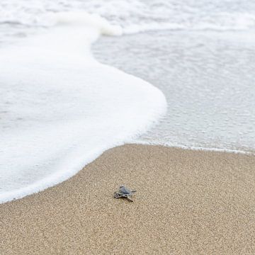 Baby schildpadje gaat zwemmen van Stephanie de Geus