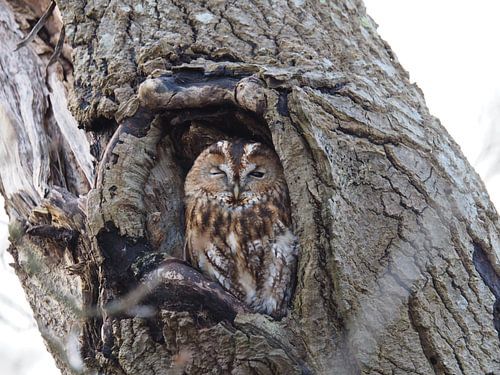 Le gardien invisible