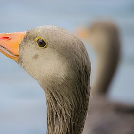Reflex Goose by NatureFrameByExter