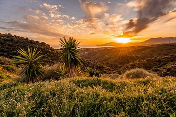 Palm trees, mountains, sea and sunshine by Dafne Vos