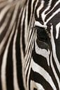 "Stripes" van RT Photography thumbnail