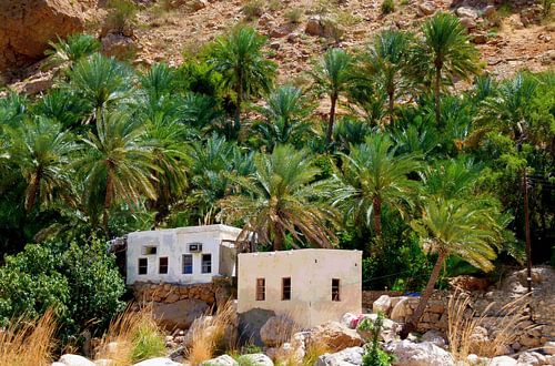 Oasis