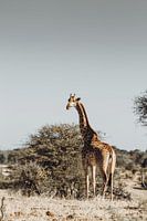 Giraffe op de afrikaanse savanne
