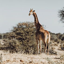 Giraffe op de afrikaanse savanne van Geke Woudstra