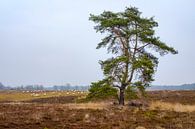 Tree in sheep pasture by Johan Vanbockryck thumbnail