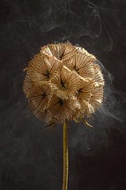 Warme Brauntöne einer Trockenblume mit sanftem, hellem, mystischem Rauch von Marjolijn van den Berg