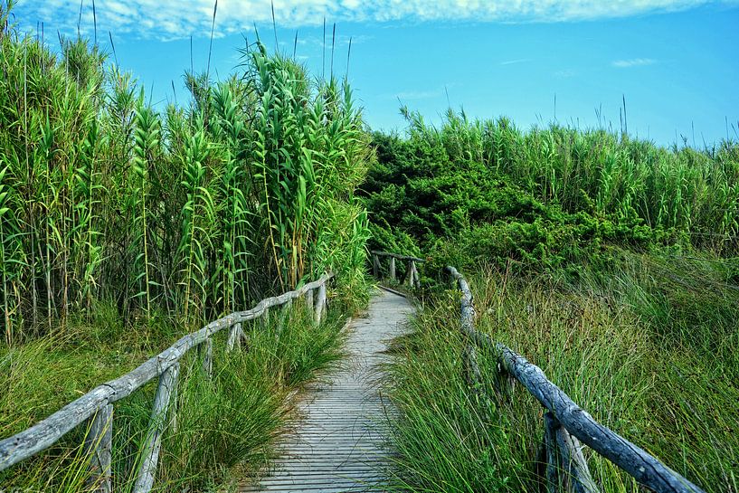 The wooden path by Claudia Evans