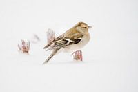 vink in de sneeuw