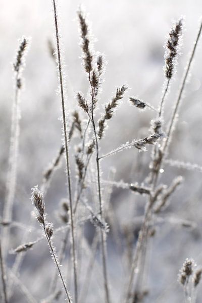 Filigree grasses covered with hoarfrost by Karina Gebert