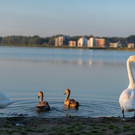 Zeewolde Flevoland van Robinotof