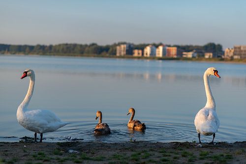 Zeewolde Flevoland van Robinotof